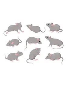 Oliver: The Compassionate Rat