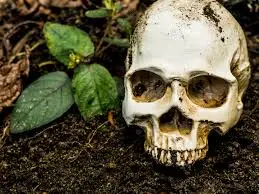 The Skull in The Garden Yard