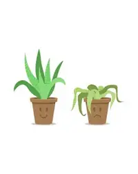 Keeping The Roots More Grounded